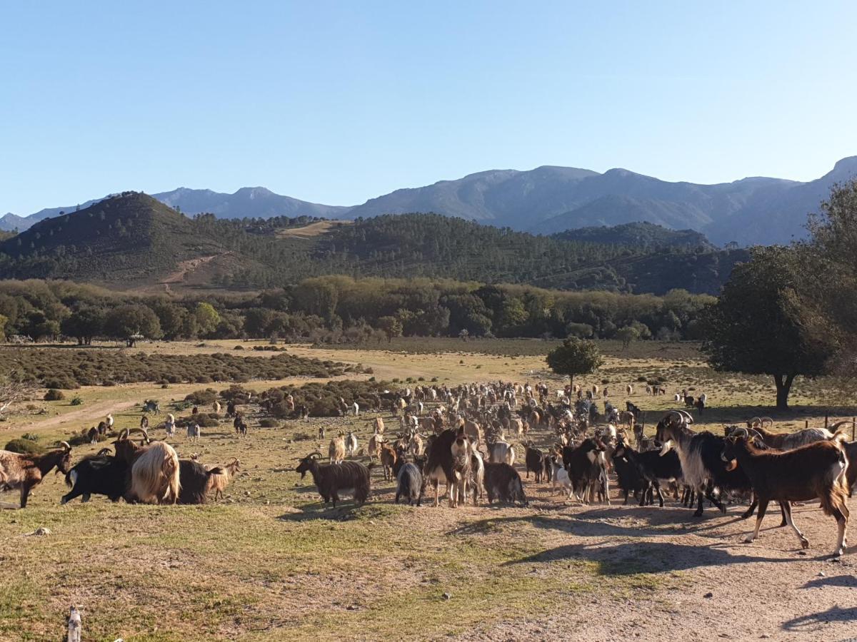 Moltifao Domaine U Filanciu - Casa Chiara - Centru Di Corsicaヴィラ エクステリア 写真