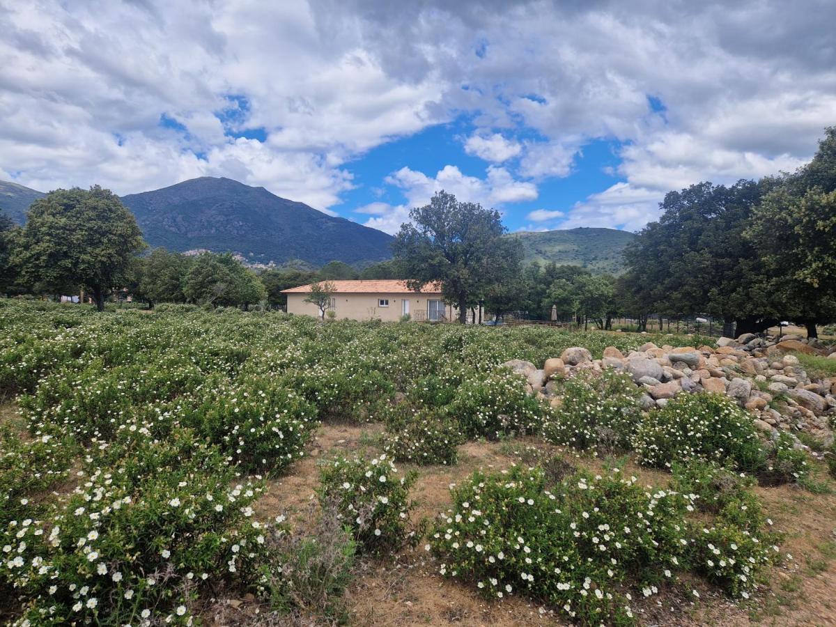 Moltifao Domaine U Filanciu - Casa Chiara - Centru Di Corsicaヴィラ エクステリア 写真